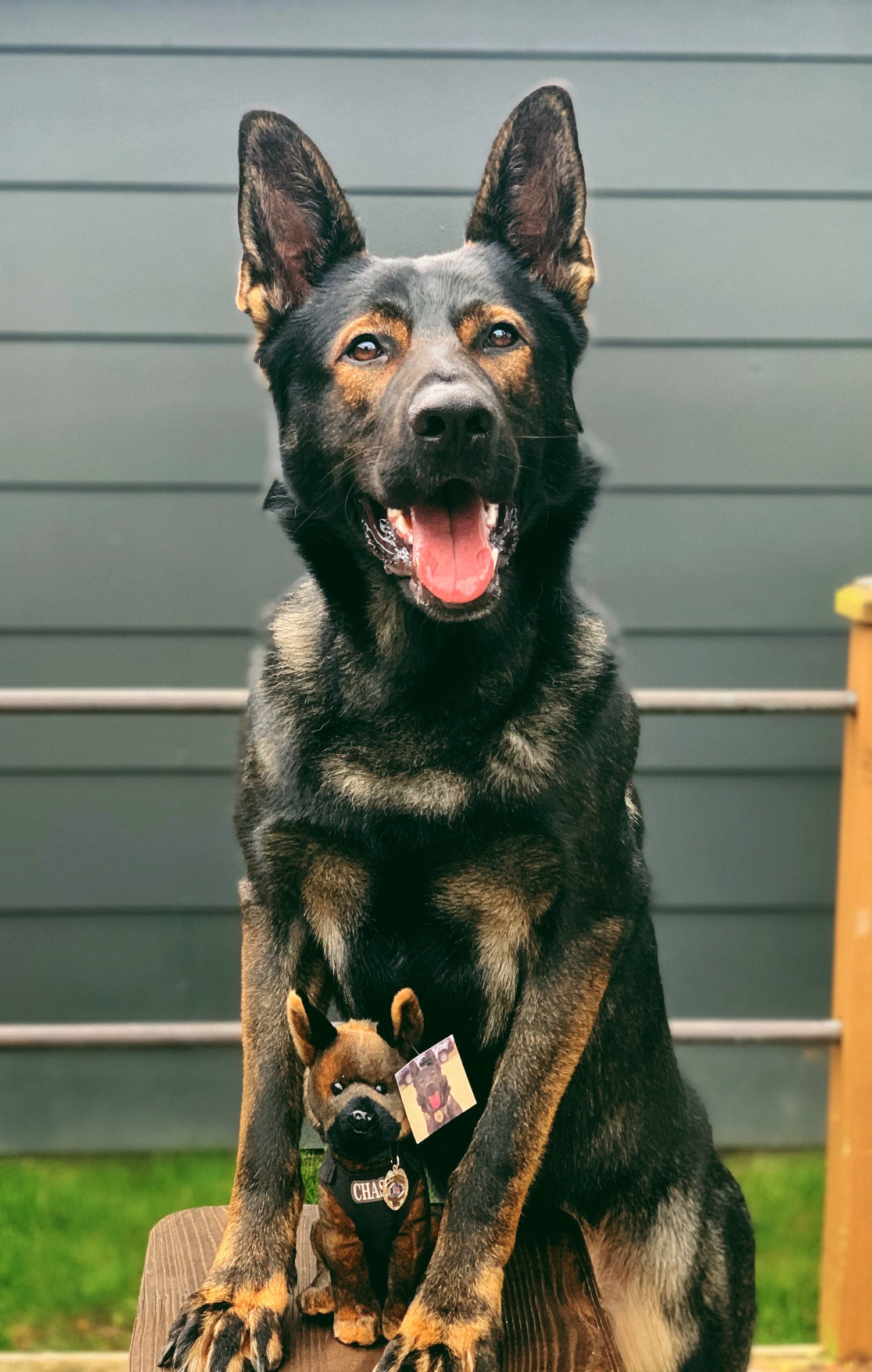 German Shepherd dog holding a toy in its mouth with a wooden fence and grass in the background